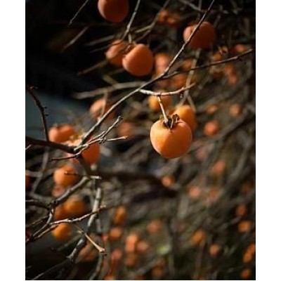 Хурма "Гора Роджерс": фото и описание сорта